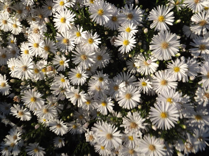 DSCF4345 - Aster