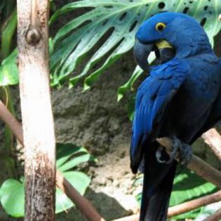 25476_55cff8473e470340c6bc11666a6632b4_mdsq - BIRDS