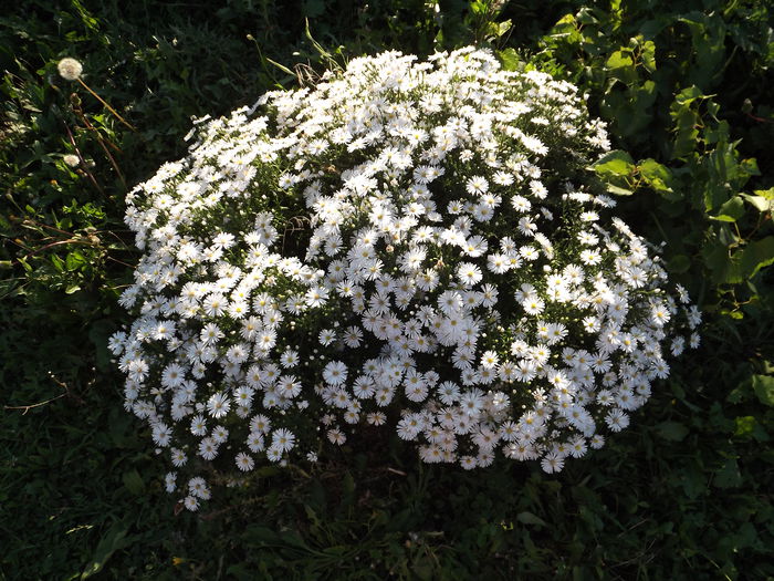 DSCF4343 - Aster