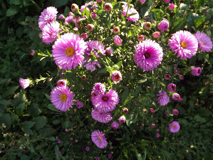 DSCF4346 - Aster