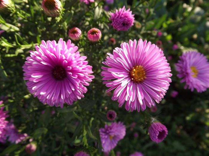 DSCF4348 - Aster