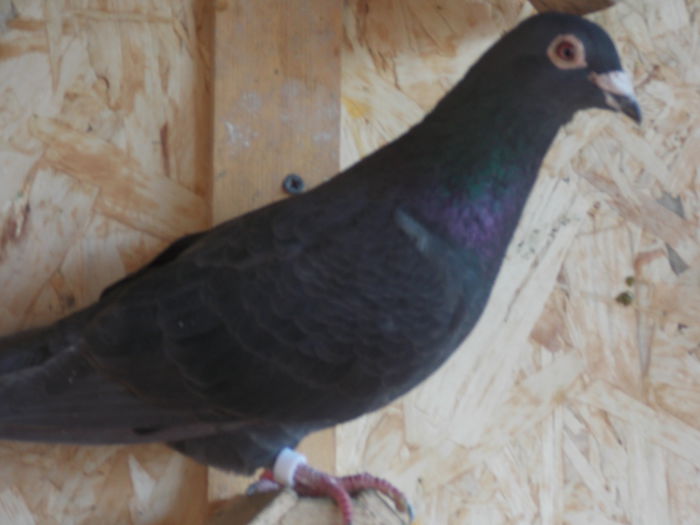 Tiganu Meu -M-2013 <3 <3 <3