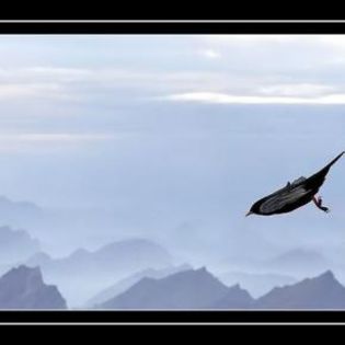 25948_244d0ed2e89a853d5bb1546886b832e3_mdsq - BIRDS