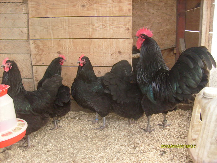 S7300817 - Australorp Negru