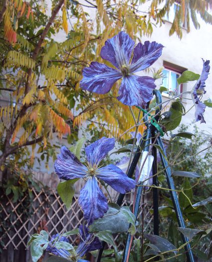 DSC08239 - 1 Clematite 2015