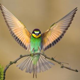 27617_b937b9ba4021eaea5b5819df22f9a5d1_mdsq - BIRDS