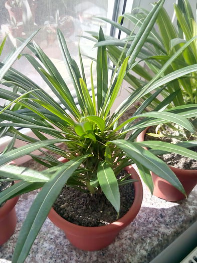 IMG_20151101_124135; 25 lei buc
