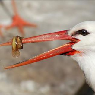 29591_cb6c3f474d242957bf057c64a7b77c91_mdsq - BIRDS