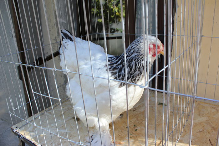 IMG_5866 - 2016 Brahma Herminat Deschis