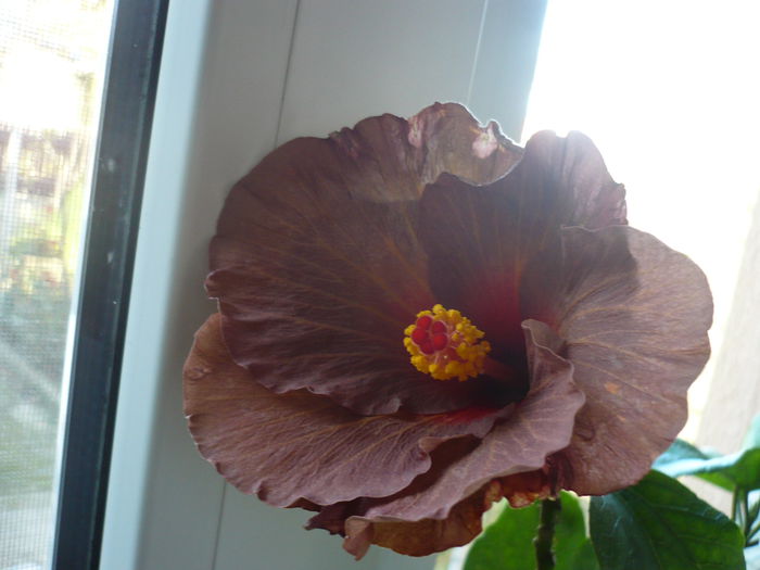 Tahitian Zodiac Scorpio