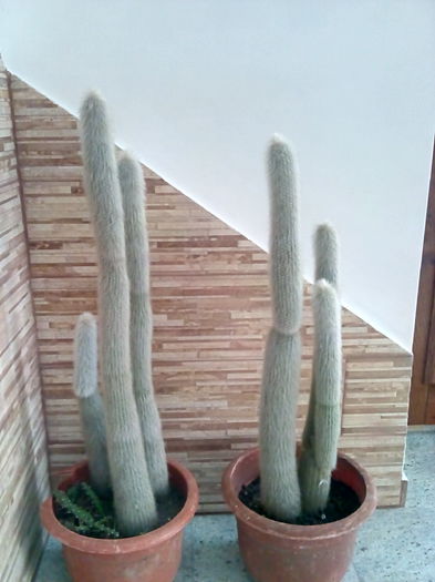 cleistocactus straussi - CACTUSI rog identificare