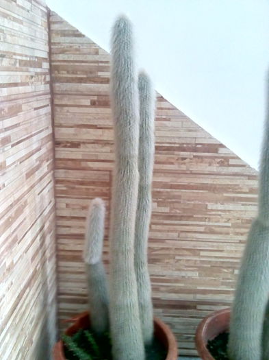 cleistocactus straussi; Mama puiilor
