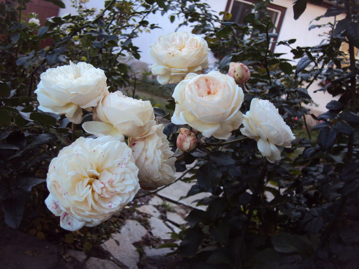 DSC08221