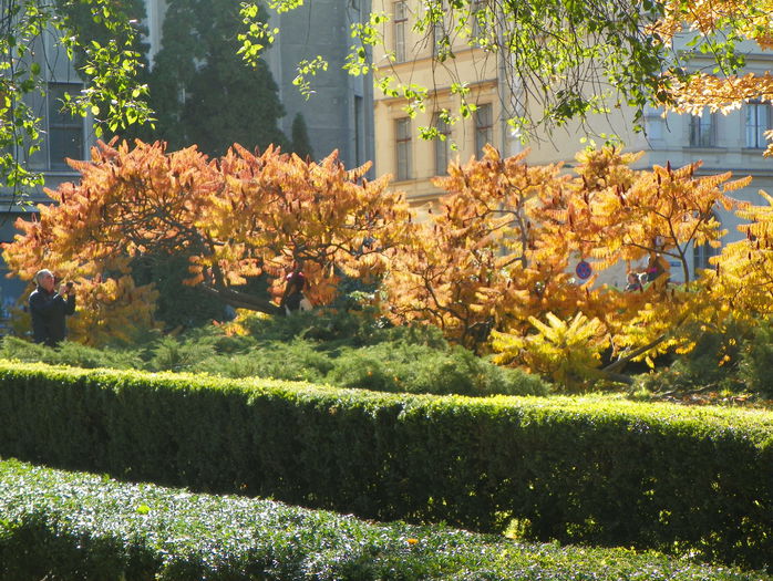 rhus typhina - parcul central din Brasov - Copacei si arbusti 2015