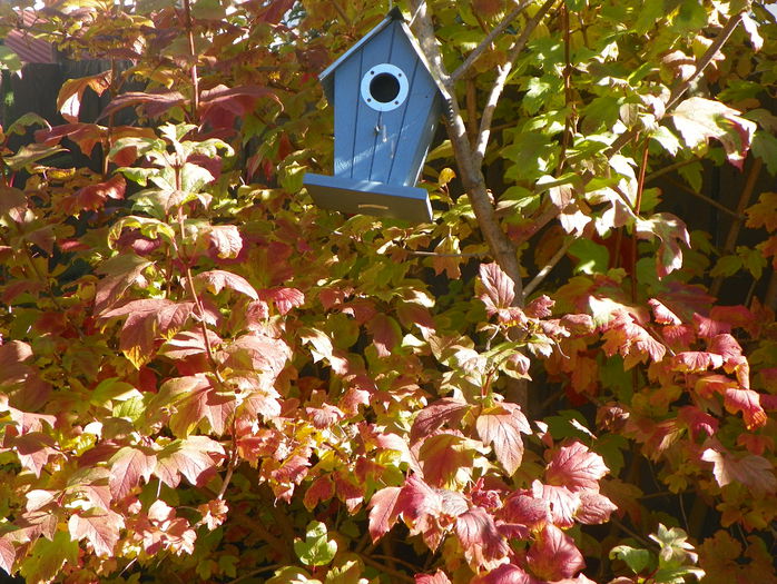 viburnum opulus roseum - Copacei si arbusti 2015