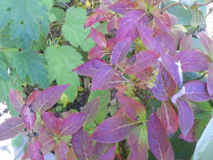 hydrangea serrata Blue Bird - Copacei si arbusti 2015
