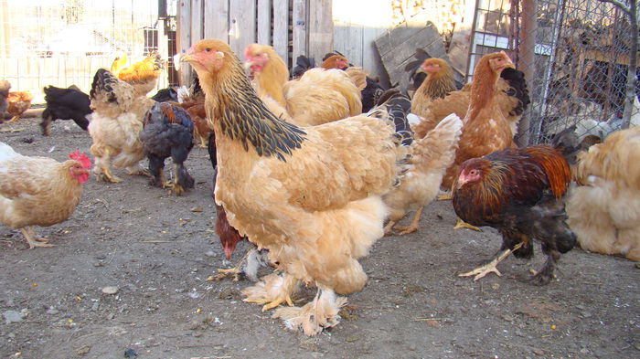 DSC00070 - brahma cochinchina pentru 2016