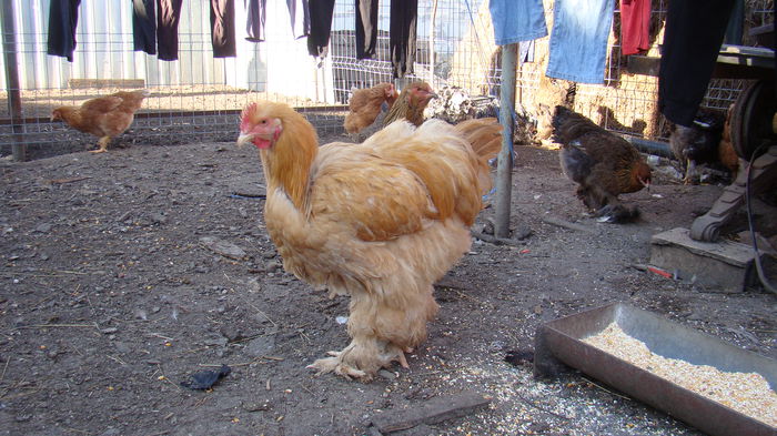 DSC00077 - brahma cochinchina pentru 2016