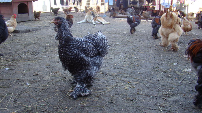 DSC00094 - brahma cochinchina pentru 2016