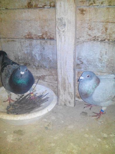 DEVOSUL & CRACANATA; FIU ARGINTIA NICOARA MIHAI + FICA BALTATU
