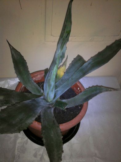 007-agava albastra-multumesc Enama! - agave