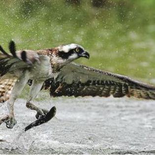 31621_081da144816ecf28b407dba81ae19aa4_mdsq - BIRDS