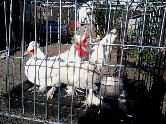 Burmese alb bantams; Gainuse albe incaltate si motate
