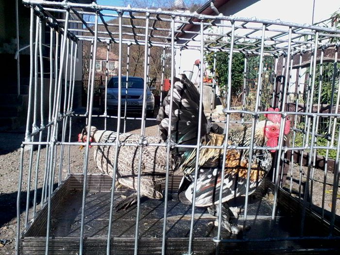 Burmese argintiu bantams; Gainuse incaltate si motate
