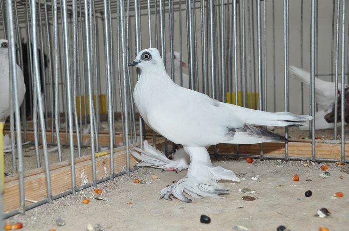 image - z-Expo Cerea-Verona 2015