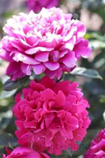 glamorous-ruffles