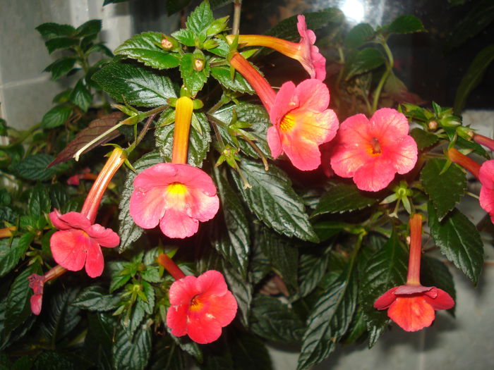 Orange Delight - ACHIMENES