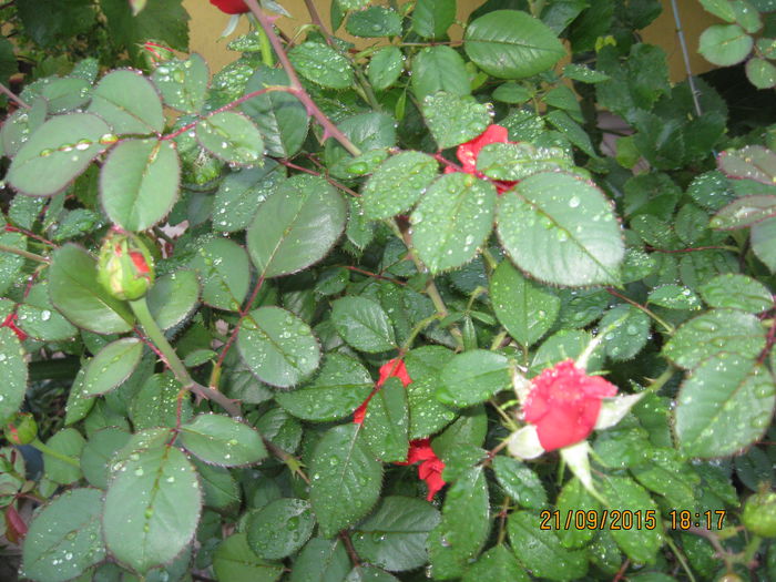 Picture 4588