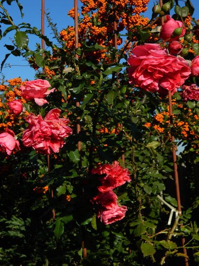 astazi- Rosarium Uetersen - trandafiri 2015