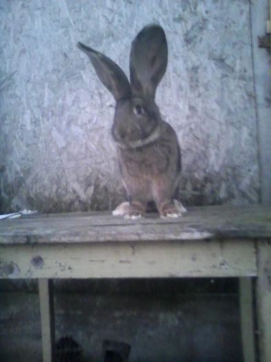 mascul 01.11.2015 020