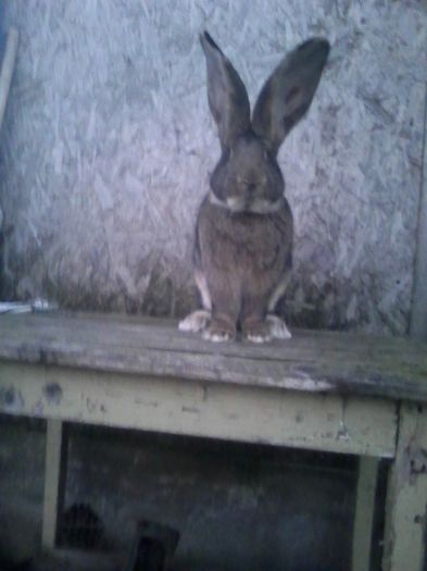 mascul 01.11.2015 022