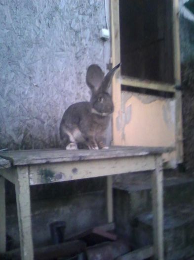 mascul 01.11.2015 023