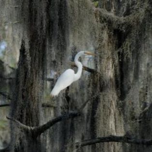 32052_6981dfd57ffb65c74f045708dc40c3d9_mdsq - BIRDS