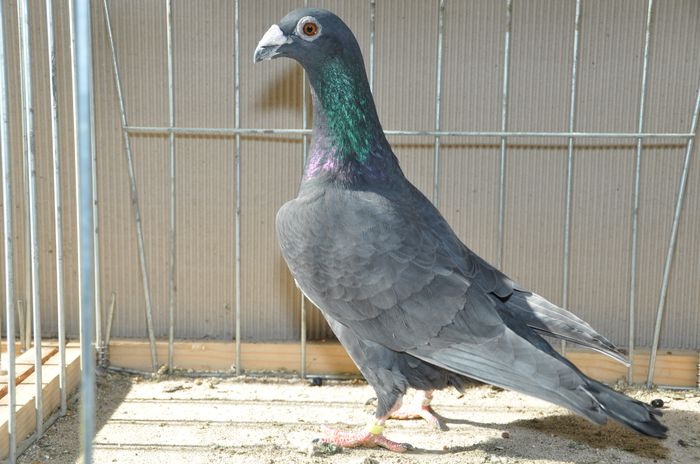 image - z-Expo Cerea-Verona 2015