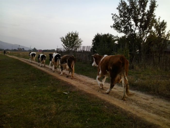 asta e ordinea lor mereu - Asa vin vacutele mele seara acasa