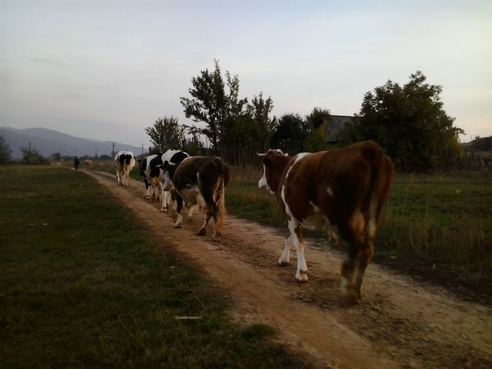 2015-10-17 18.16.38 - Asa vin vacutele mele seara acasa