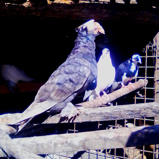 Solzat cu capul si coada galbene :)