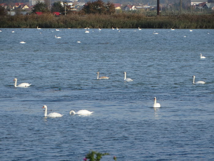 DSC07846 - Lebede pe Arges