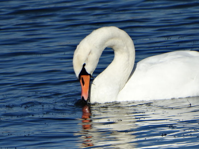 DSC07747 - Lebede pe Arges