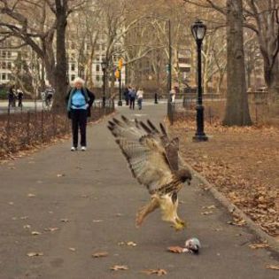 32202_d8e7466b6885b1ada453f0cebfa493a8_mdsq - BIRDS