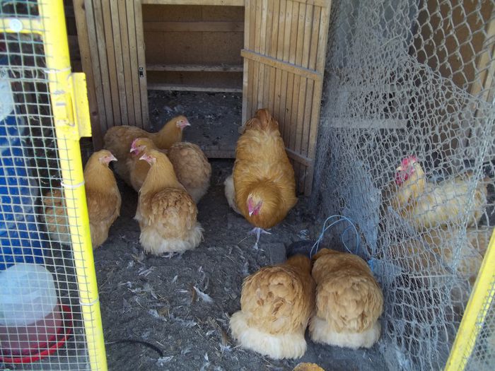  - G ORPINGTON GALBEN