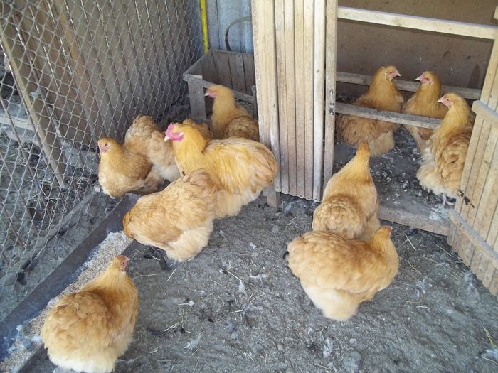  - G ORPINGTON GALBEN