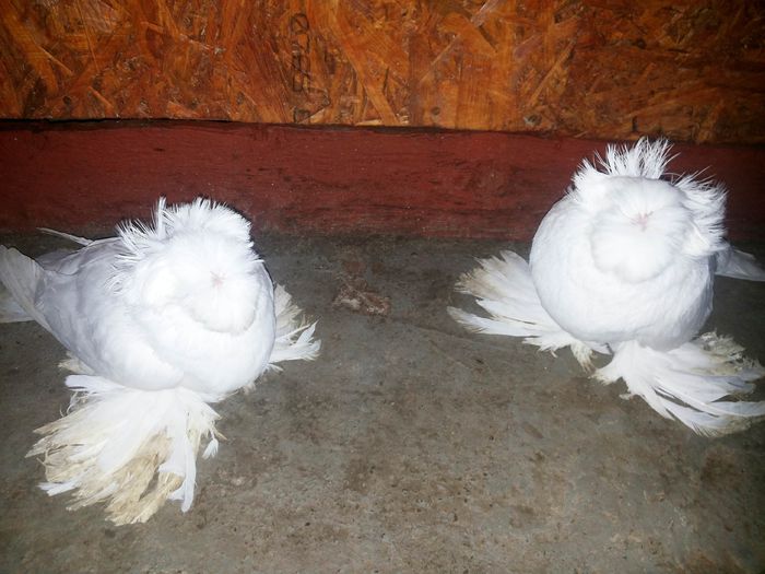 tineret 2015; tineret 2015
