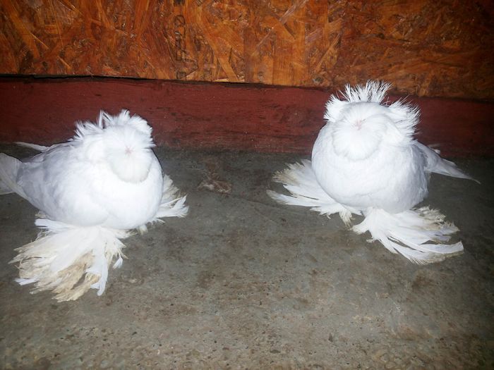 tineret 2015; tineret 2015
