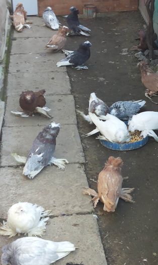 tineret 2015; tineret 2015
