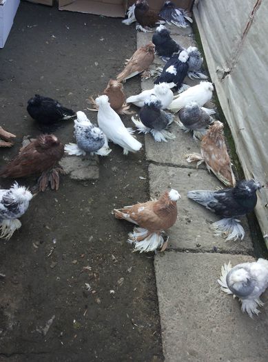 tineret 2015; tineret 2015
